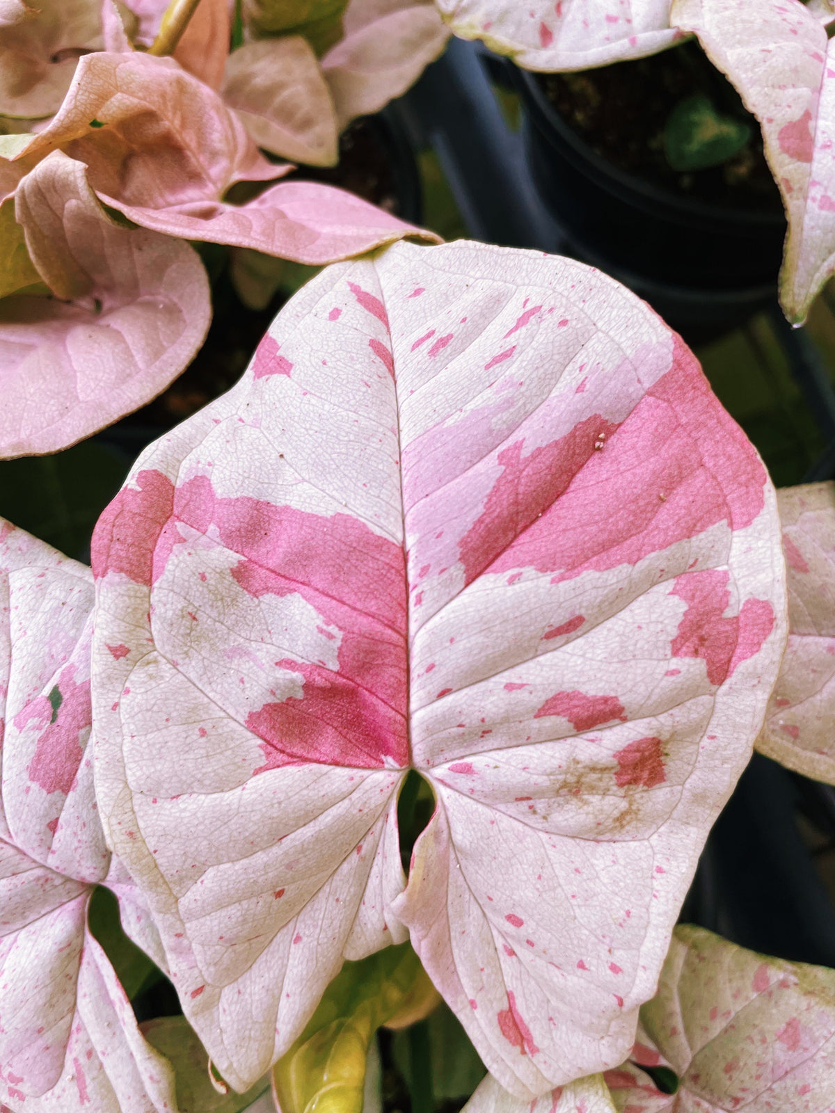 Syngonium Podophyllum Milk Confetti Tricolor Pink Variegated live 4” p