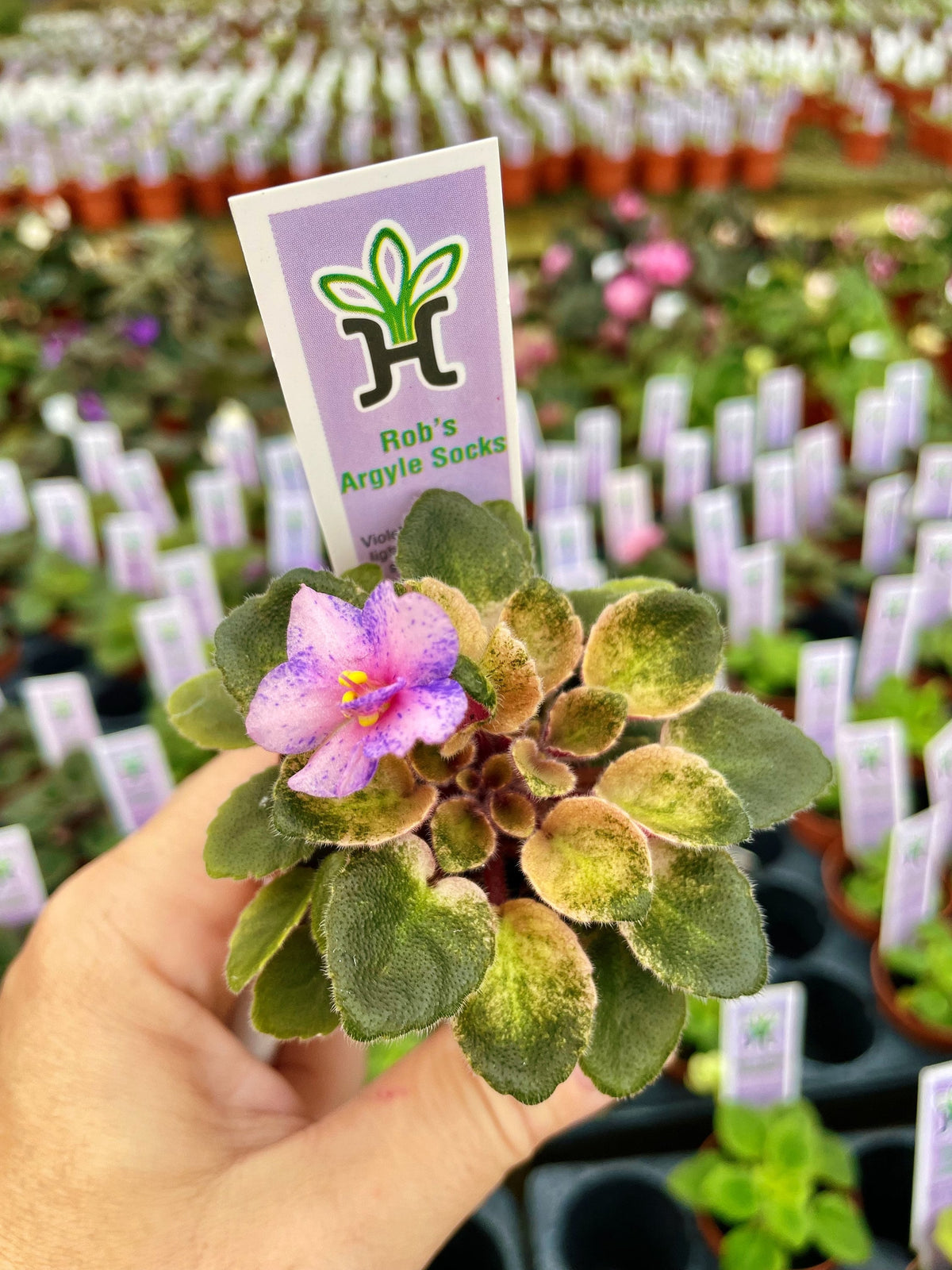 Miniature mini Variegated African Violet  Robs Argyle Socks fantasy bloom pink 2” pot Potted house plant flower gift pixie