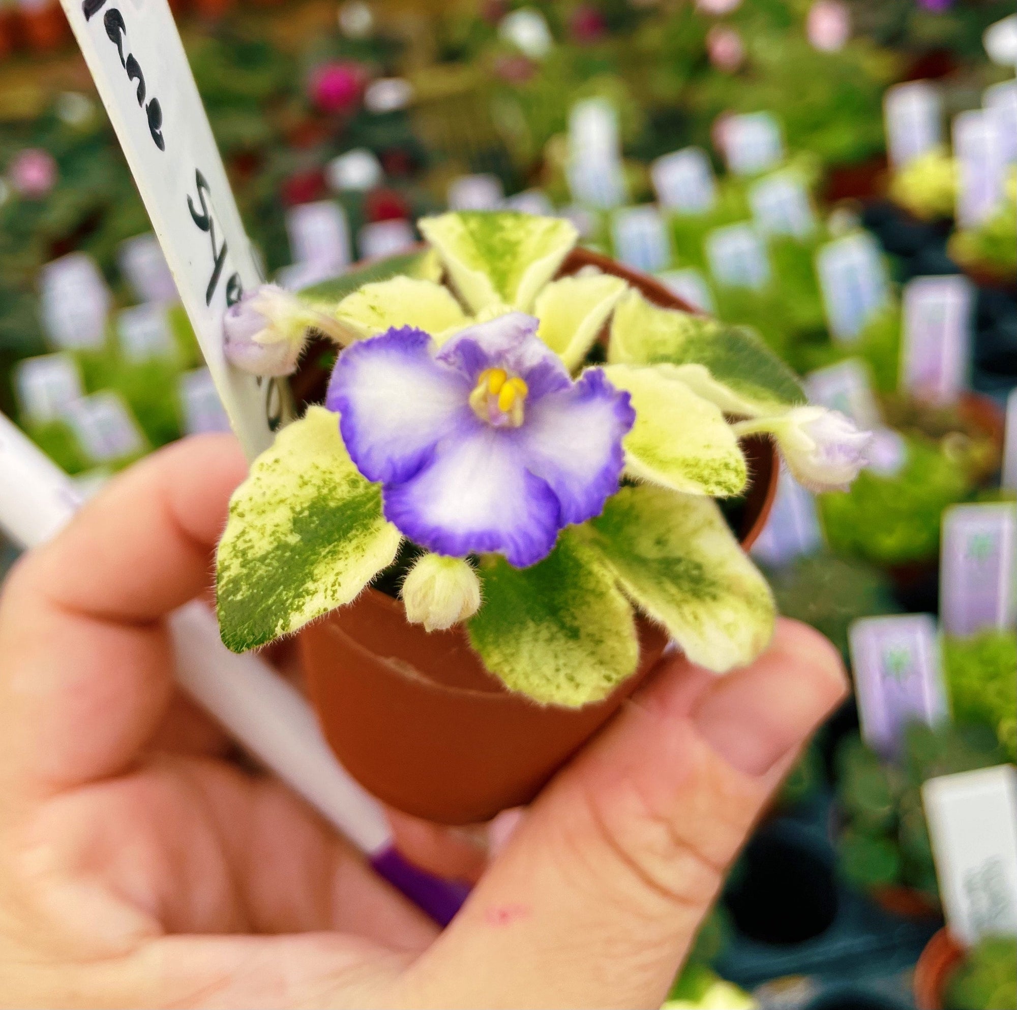 Miniature mini variegated African Violet  LE Zoryane Syaivo bloom 2 Potted house plant flower gift pixie