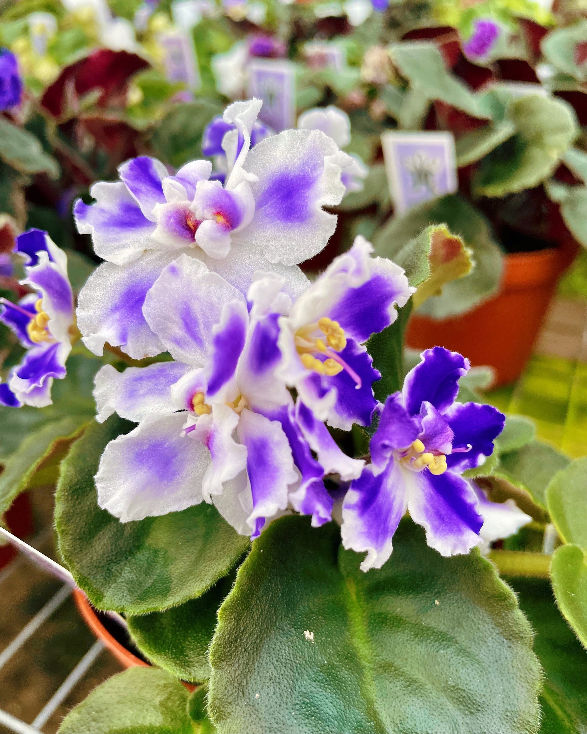 Live house plant bloom African Violet VaT Winter Landscape garden 4 flower Potted gift