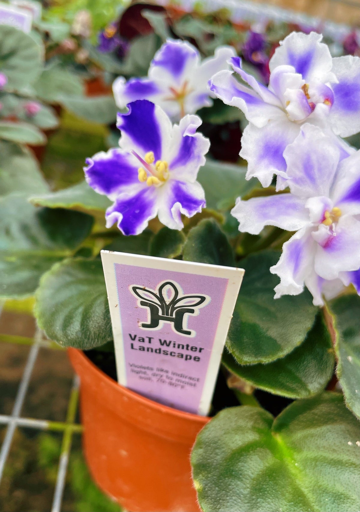 Live house plant bloom African Violet VaT Winter Landscape garden 4” pot flower Potted gift