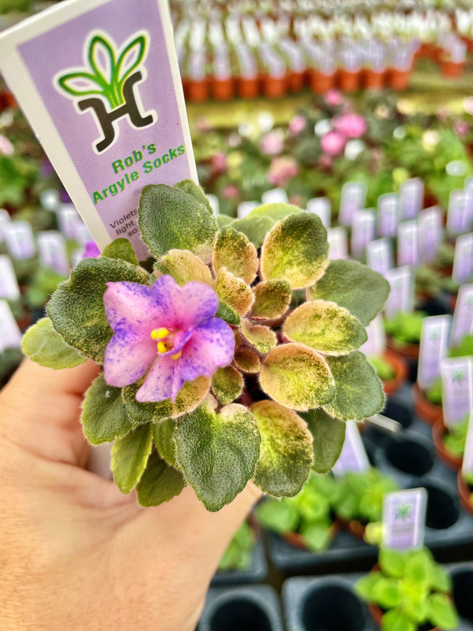 Miniature mini Variegated African Violet  Robs Argyle Socks fantasy bloom pink 2” pot Potted house plant flower gift pixie