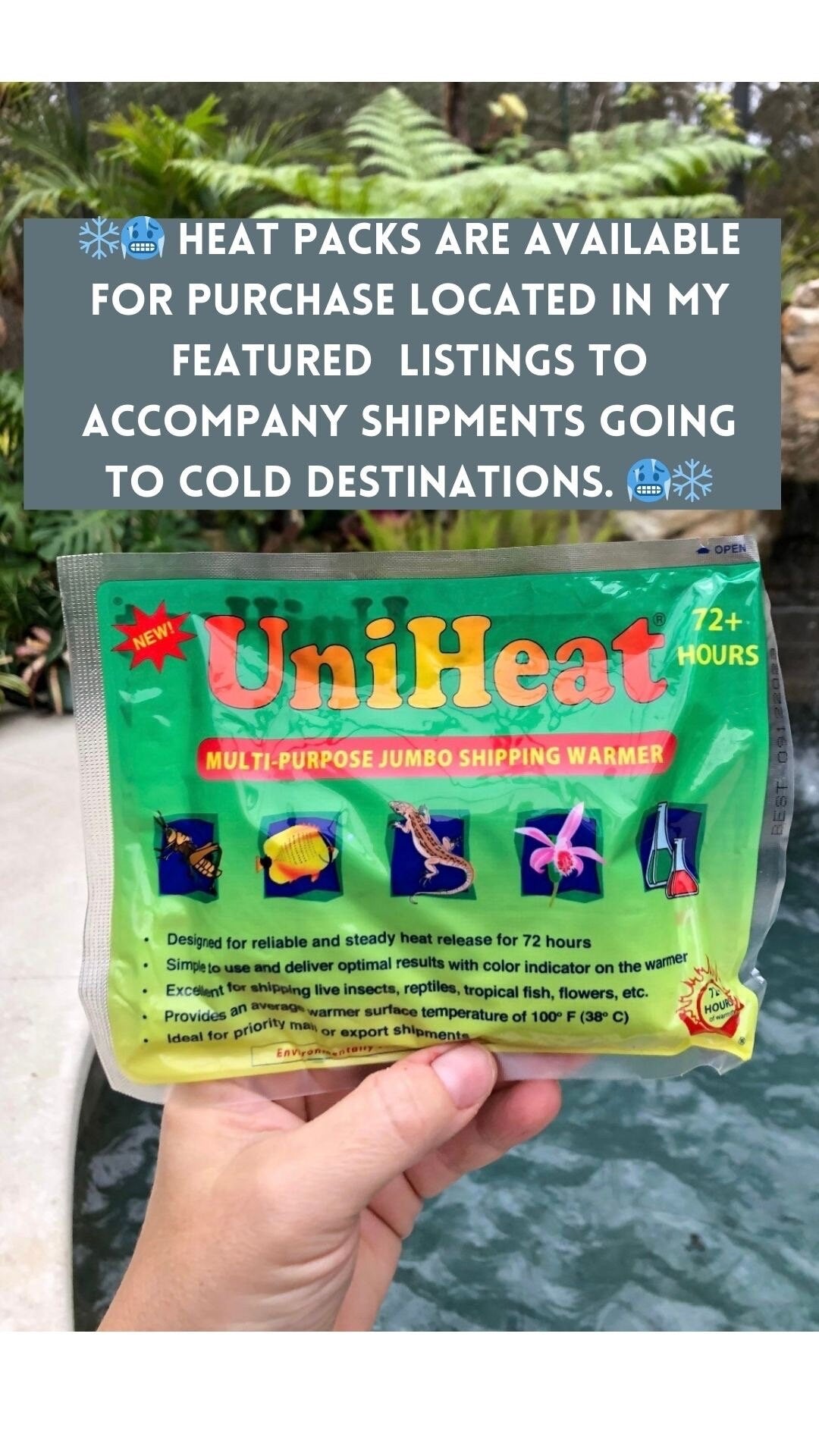 Live house plant bloom African Violet VaT Winter Landscape garden 4” pot flower Potted gift