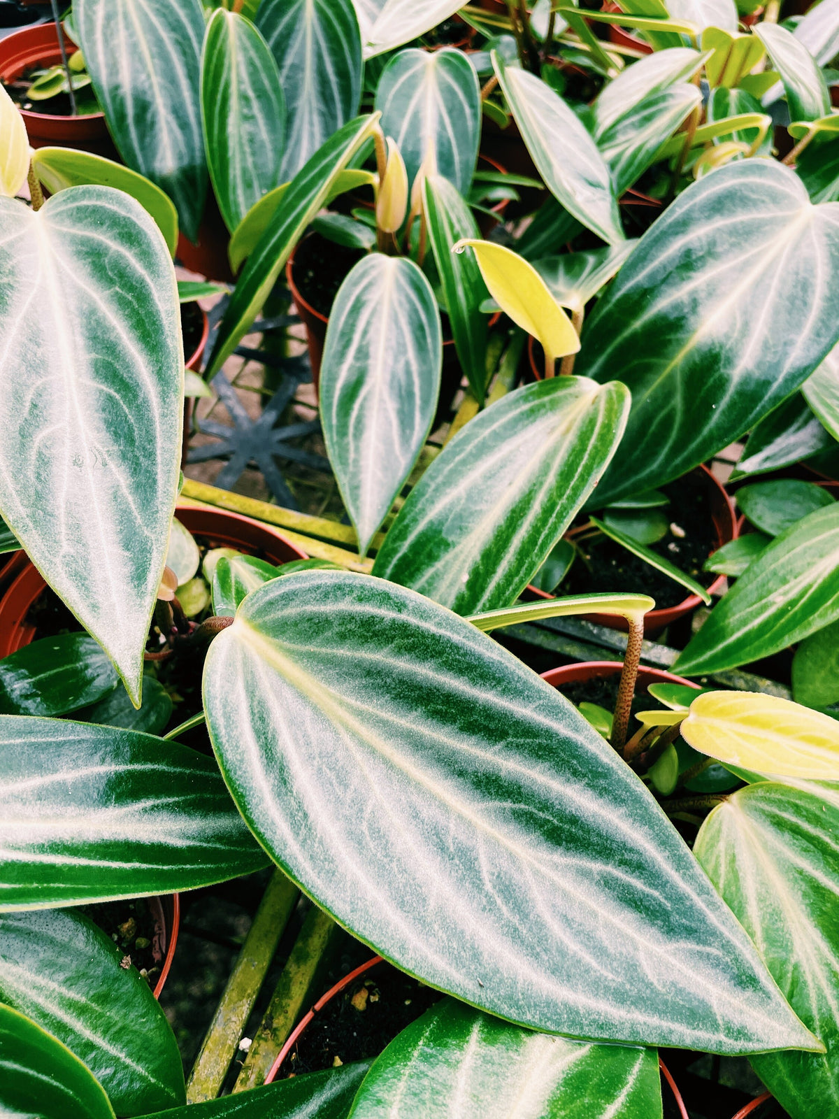 Peperomia Maculosa elongata garden House Plant 4” pot