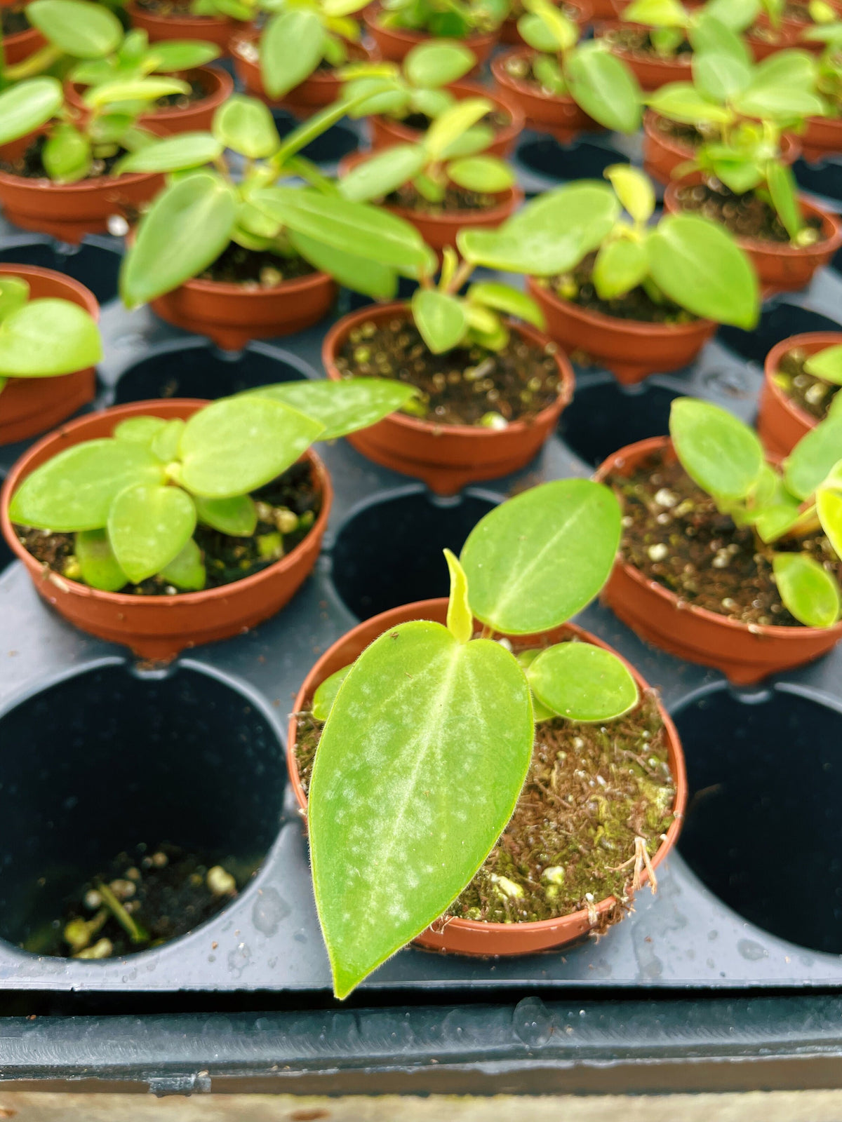 Peperomia Maculosa elongata garden House Plant 4” pot