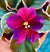 Live house plant bloom Fuchsia African Violet Harmonys VaT Real Life garden 4” pot flower Potted gift