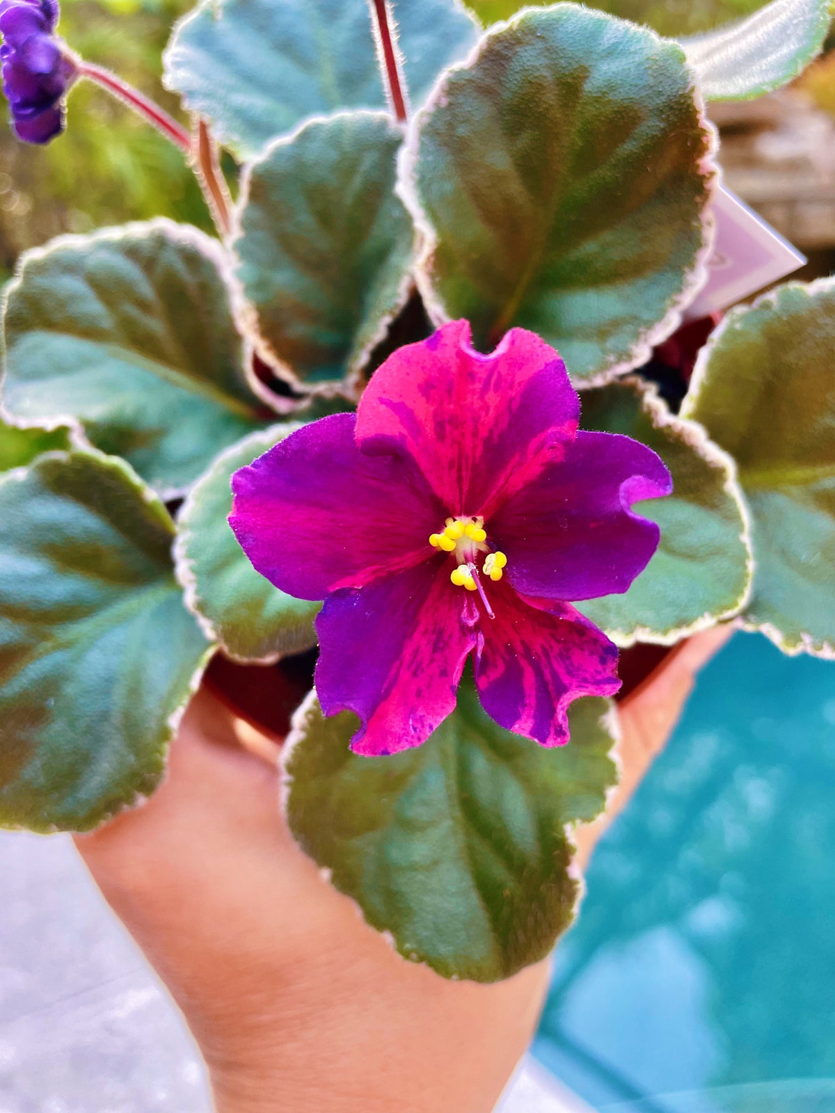 Live house plant bloom Fuchsia African Violet Harmonys VaT Real Life garden 4” pot flower Potted gift