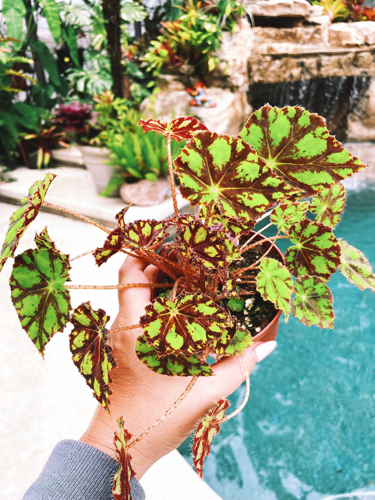 RARE Rex Begonia Harmonys Tiger Kitten Live House Plant Potted 4” pot gift