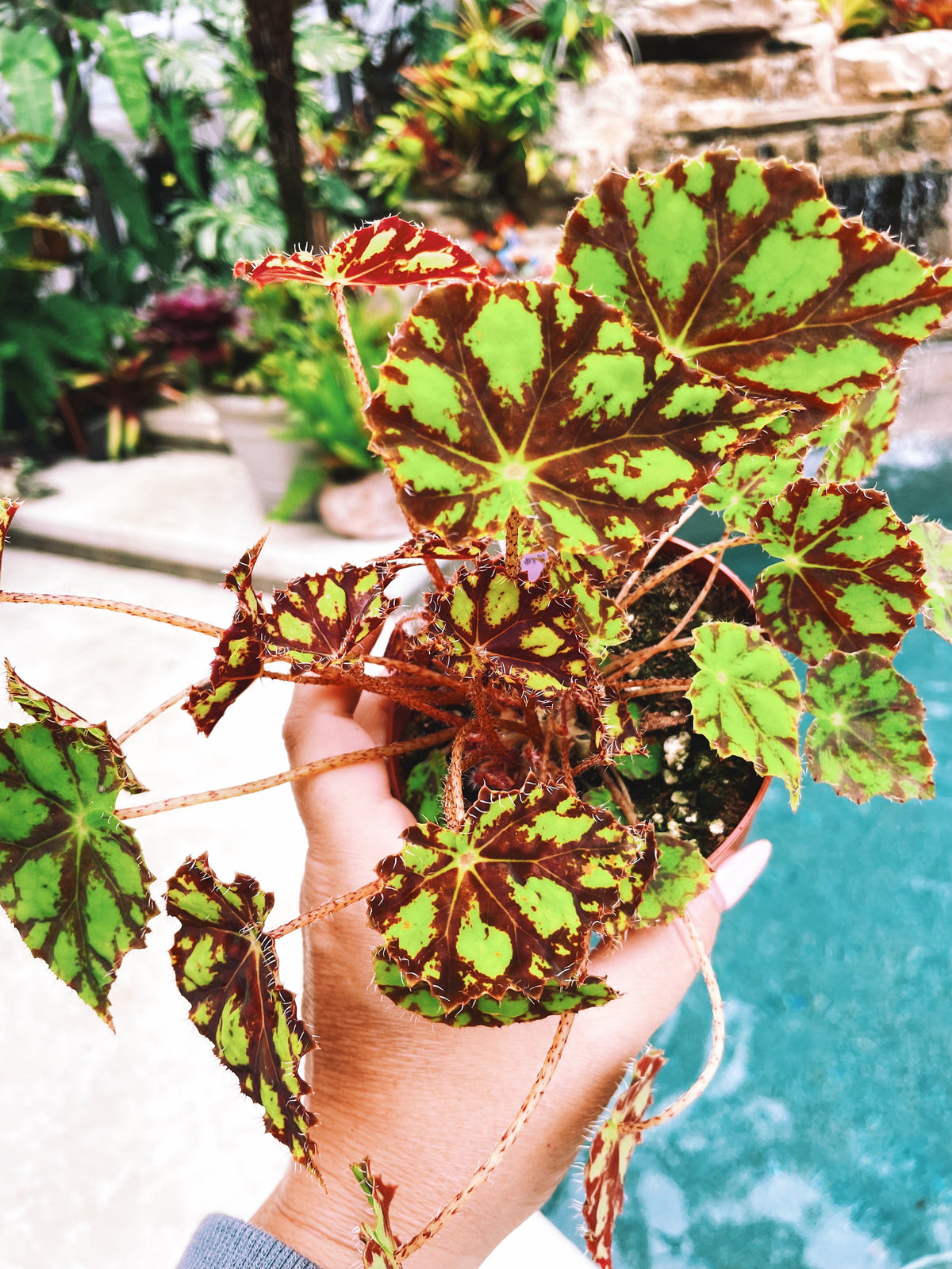 RARE Rex Begonia Harmonys Tiger Kitten Live House Plant Potted 4” pot gift