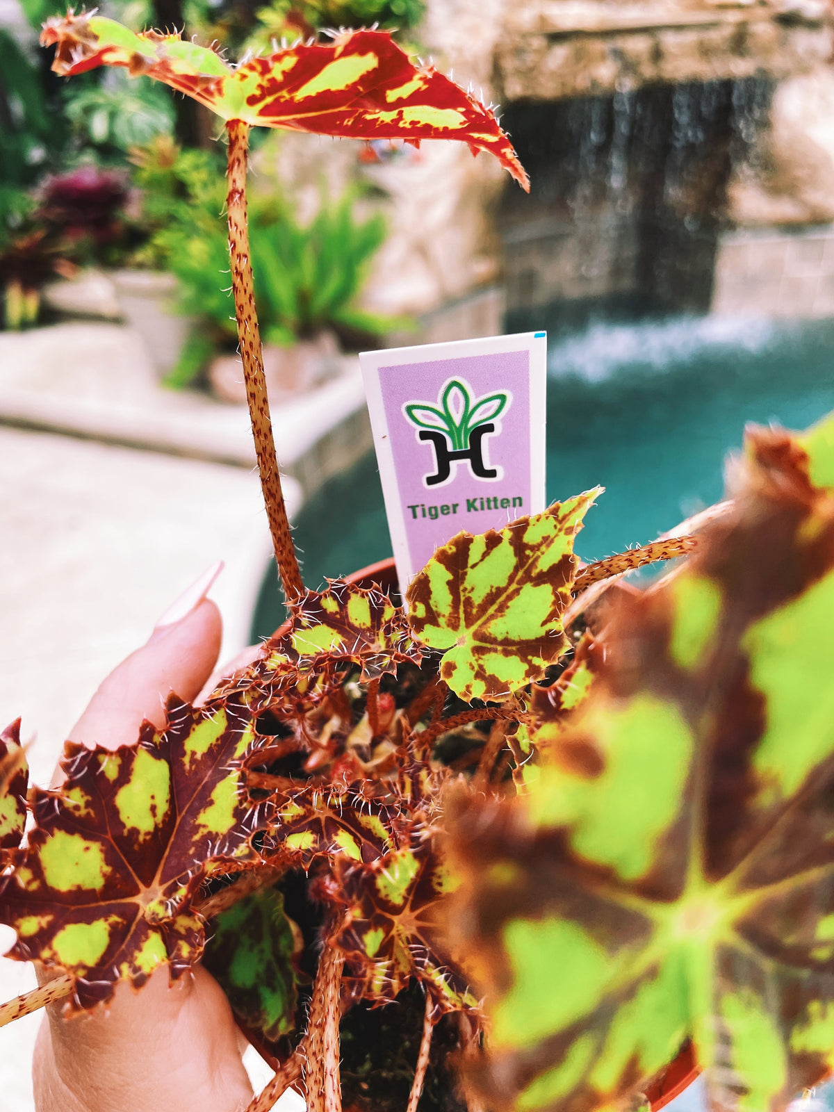 RARE Rex Begonia Harmonys Tiger Kitten Live House Plant Potted 4” pot gift