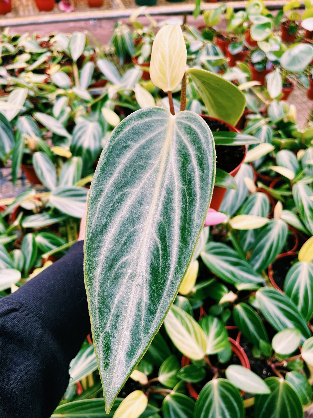 Peperomia Maculosa elongata garden House Plant 4” pot