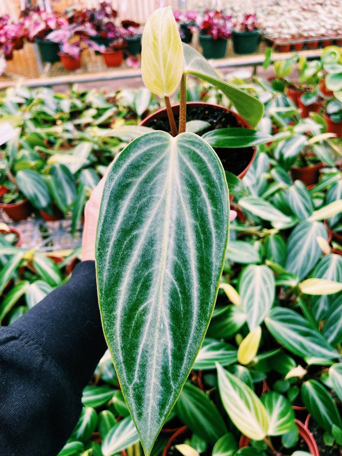 Peperomia Maculosa elongata garden House Plant 4” pot