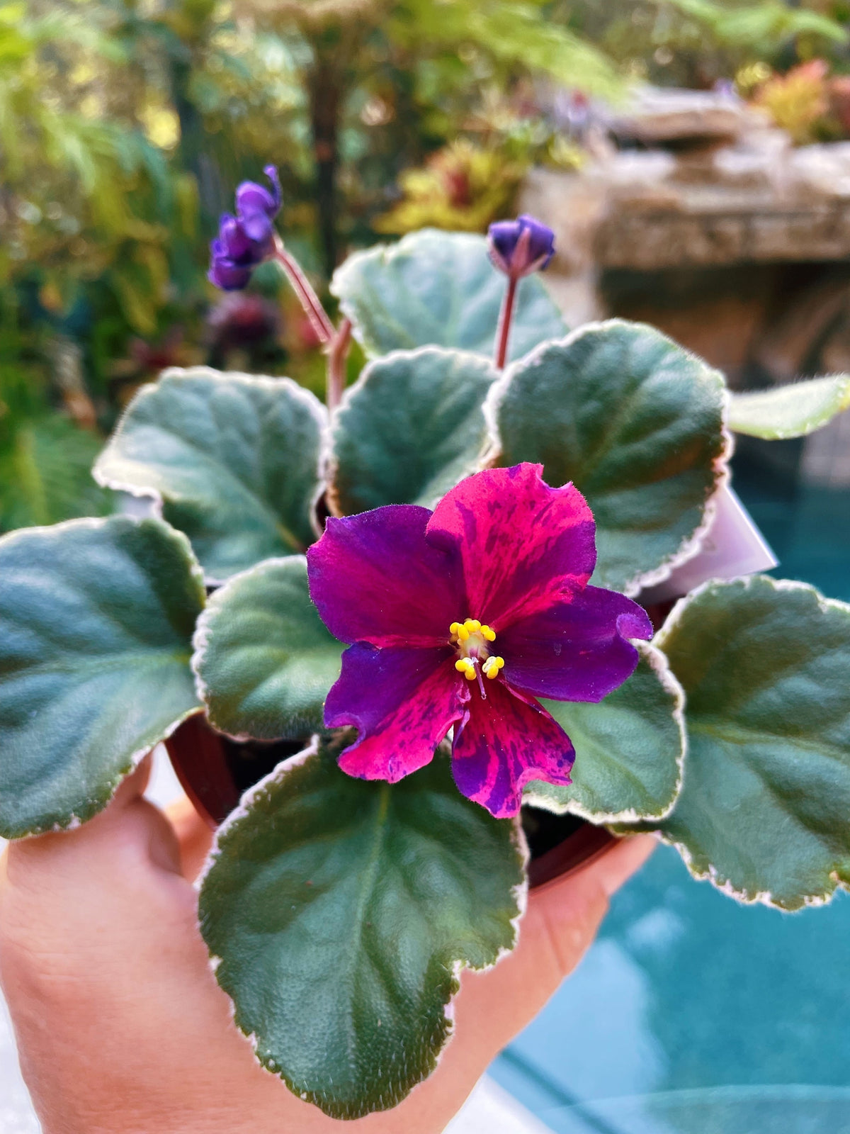 Live house plant bloom Fuchsia African Violet Harmonys VaT Real Life garden 4” pot flower Potted gift