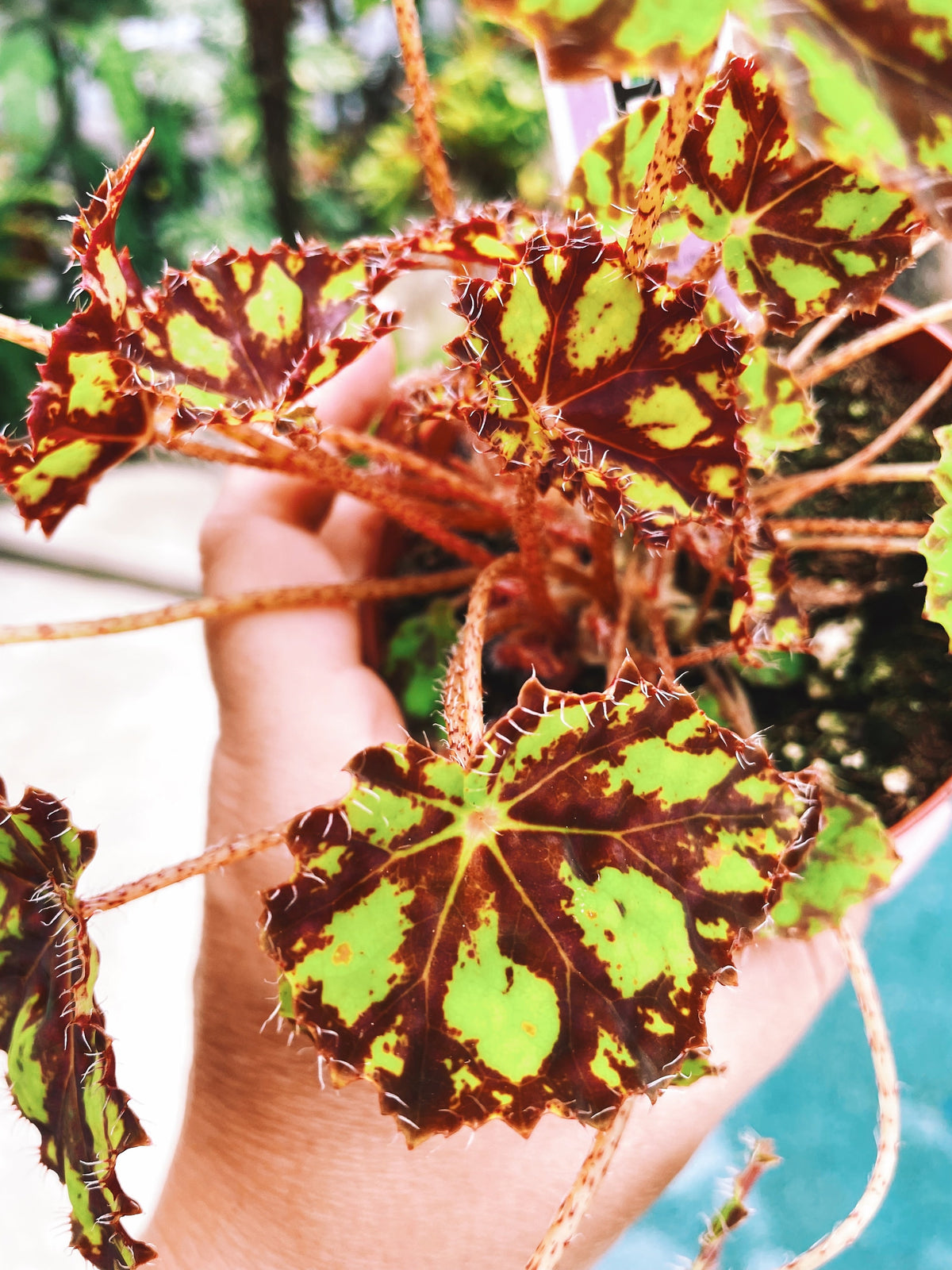RARE Rex Begonia Harmonys Tiger Kitten Live House Plant Potted 4” pot gift