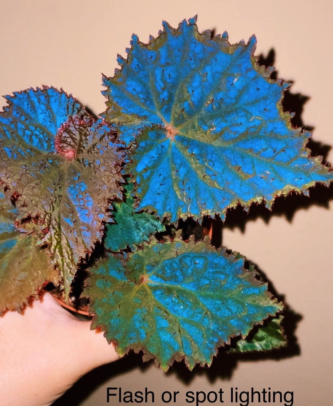 RARE Rex Begonia Midnight Magic Blue Iridescent Orange fuzzy Live House Plant Potted 4” pot gift