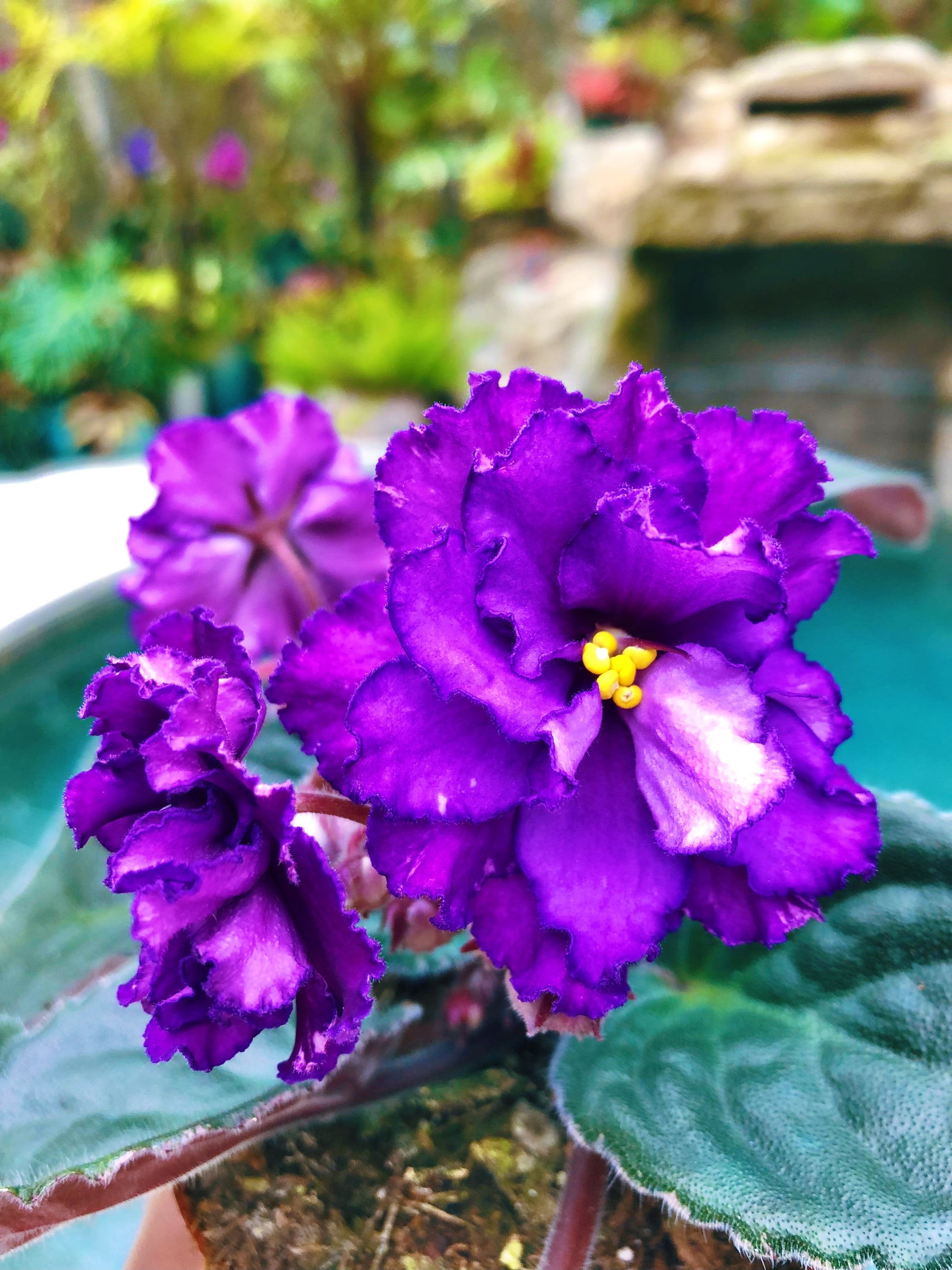 Live house plant African Violet Harmony’s Grower’s Choice in bloom garden 4” flower flowering Potted gift